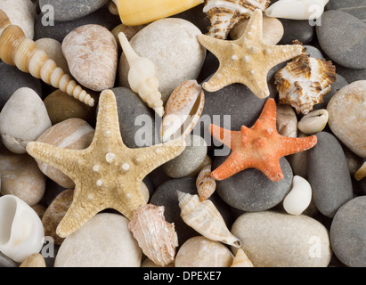 Hintergrund mit verschiedenen Muscheln und Meer fünfzackigen Sternen Stockfoto