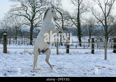 Andalusischen im Schnee Stockfoto