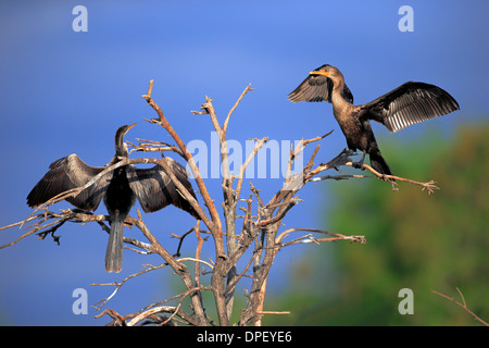 Zwei Doppel-crested Kormorane (Phalacrocorax Auritus), trocknen Federn, Flügel, Wakodahatchee Feuchtgebiete, Delray Beach zu verbreiten Stockfoto