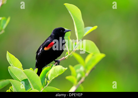 Rotschulterstärling (Agelaius Phoeniceus), Erwachsene, Männlich, auf Barsch, Wakodahatchee Feuchtgebiete, Delray Beach, Florida, USA Stockfoto