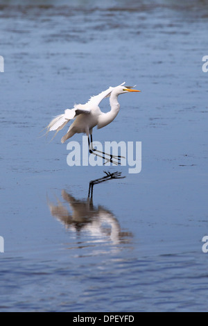 Snowy Silberreiher (Egretta unaufger), im Wasser, Zucht Gefieder, Sanibel Island, Florida, USA Stockfoto