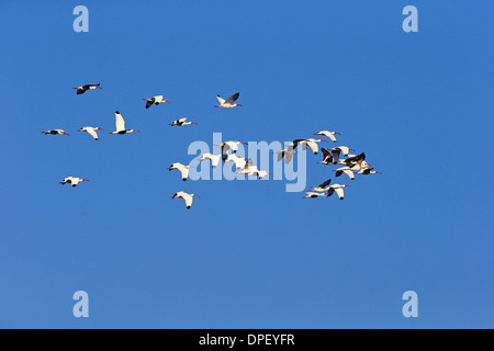 American White Ibis (Eudocimus Albus), Erwachsene, fliegen, Sanibel Island, Florida, USA Stockfoto