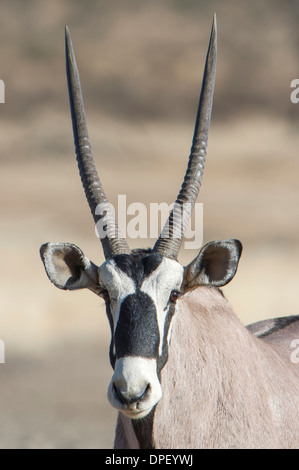 Oryx (Oryx Gazella), Kgalagadi Transfrontier Park, Northern Cape, Südafrika Stockfoto