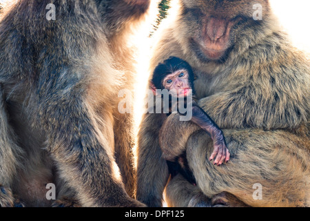 Berberaffen in Gibraltar. Stockfoto