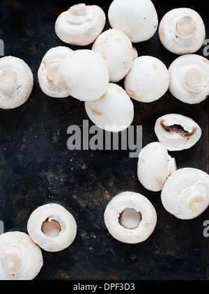 Weiße Champignons auf schwarzem Hintergrund Stockfoto