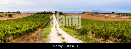 Weinberg in einem Weingut in der Nähe von Noto, Süd-Ost-Sizilien, Italien, Europa Stockfoto