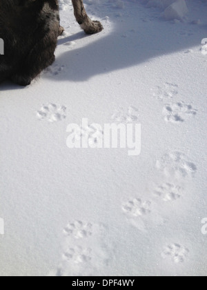 Zugeschnittenes Bild des Hundes und Pfote druckt im Schnee Stockfoto