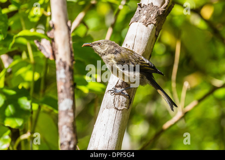 Erwachsenen Bellbird (Anthornis Melanura Melanura) auf Ulva Island Stewart Island, South Island, Neuseeland, Pazifik Stockfoto