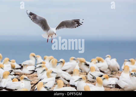 Rot-billed Gull (Chroicocephalus Scopulinus) in Tölpel Zucht Kolonie am Cape Kidnappers, Napier, Nordinsel, Neuseeland Stockfoto