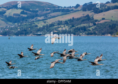 Erwachsenen entdeckt Shags (Phalacrocorax Punctatus) während des Fluges in Dunedin, Otago, Südinsel, Neuseeland, Pazifik Stockfoto