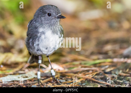 Stewart Island Robin (Petroica Australis Rakiura), Ulva Island Stewart Island, South Island, Neuseeland, Pazifik Stockfoto