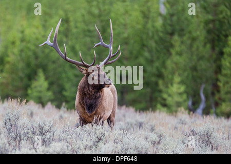 Stier Elche (Cervus Canadensis) entlang der Madison River, Yellowstone-Nationalpark, der UNESCO, Wyoming, USA Stockfoto