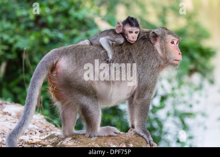 Junge Long-tailed Macaque (Macaca Fascicularis) auf seiner Mutter in Angkor Thom, Siem Reap, Kambodscha, Indochina, Südost-Asien Stockfoto