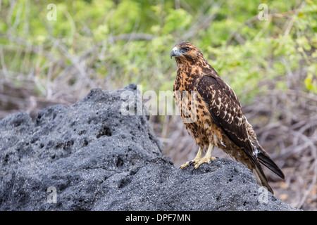 Unreife Galapagos Habicht (Buteo Galapagoensis) in Urbina Bay, Insel Isabela, Galapagos-Inseln, Ecuador, Südamerika Stockfoto