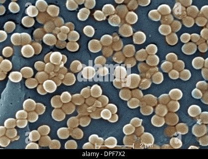 SEM von MRSA Methicillin-resistenten Staphylococcus Stockfoto