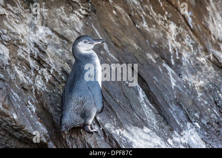 Unreife Galápagos-Pinguin (Spheniscus Mendiculus) am Tagus Cove, Insel Isabela, Galapagos-Inseln, Ecuador, Südamerika Stockfoto