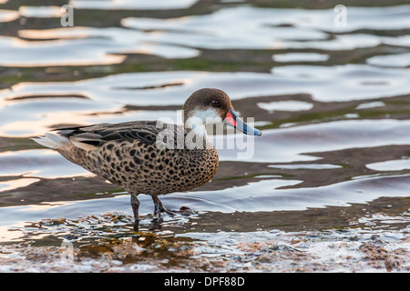 Weiße-cheeked Pintail Ente (Anas Bahamensis) auf Insel Rabida, Galapagos-Inseln, Ecuador, Südamerika Stockfoto
