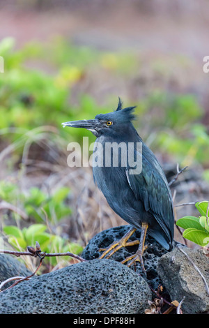 Erwachsenen gekerbter Reiher, Butorides Striata, bei Puerto Egas, Insel Santiago, Galapagos-Inseln, Ecuador, Südamerika Stockfoto