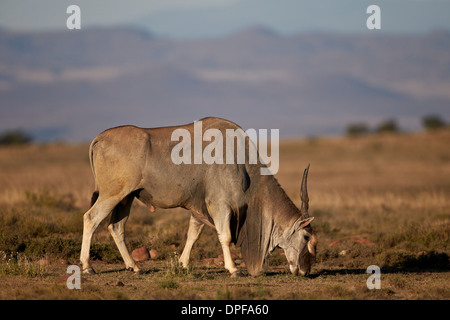 Gemeinsame Eland (Tauro Oryx) Bock, Fütterung, Mountain Zebra National Park, Südafrika, Afrika Stockfoto