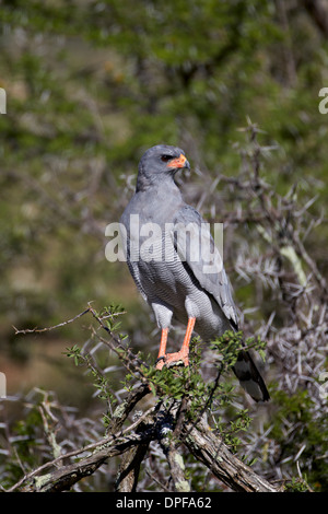 Südlichen blass singen Habicht (Melierax Canorus), Mountain Zebra National Park, Südafrika, Afrika Stockfoto