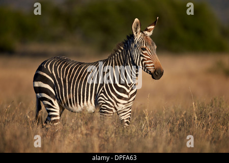 Kap-Bergzebra (Equus Zebra Zebra), Mountain Zebra National Park, Südafrika, Afrika Stockfoto