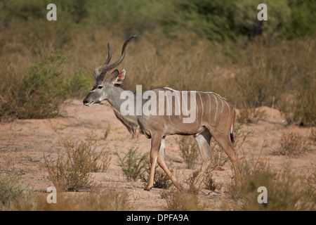 Große Kudu (Tragelaphus Strepsiceros) Bock, Kgalagadi Transfrontier Park, Südafrika Stockfoto