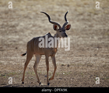 Große Kudu (Tragelaphus Strepsiceros) Bock, Kgalagadi Transfrontier Park, Südafrika Stockfoto