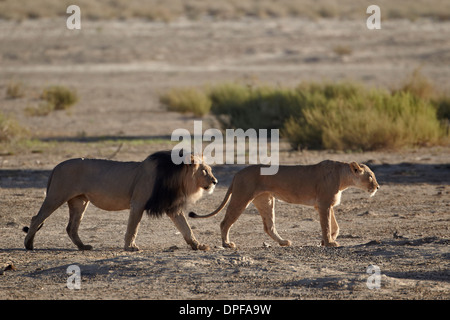 Löwe (Panthera Leo) paar, Kgalagadi Transfrontier Park, umfasst das ehemalige Kalahari Gemsbok National Park in Südafrika Stockfoto