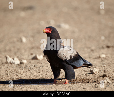 Bateleur (Terathopius Ecaudatus), Kgalagadi Transfrontier Park, Südafrika Stockfoto