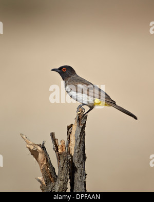 Afrikanische rotäugigen Bulbul (Pycnonotus Nigricans), Kgalagadi Transfrontier Park, Südafrika Stockfoto