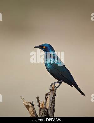 Cape glänzend Starling (Glanzstare Nitens), Kgalagadi Transfrontier Park, Südafrika Stockfoto