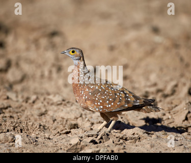 Männliche Burchell Sandgrouse (Pterocles Burchelli), Kgalagadi Transfrontier Park, Südafrika Stockfoto