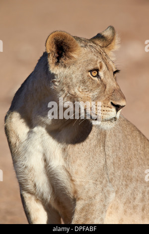 Junge männliche Löwe (Panthera Leo), Kgalagadi Transfrontier Park, Südafrika Stockfoto