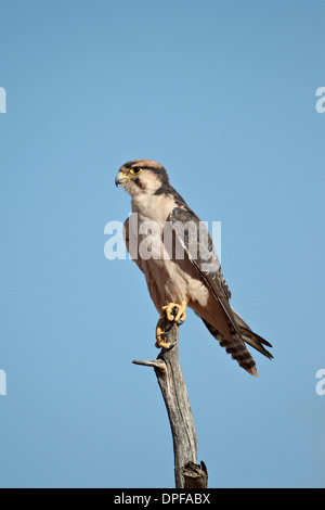 Lanner Falke (Falco Biarmicus), Kgalagadi Transfrontier Park, Südafrika Stockfoto