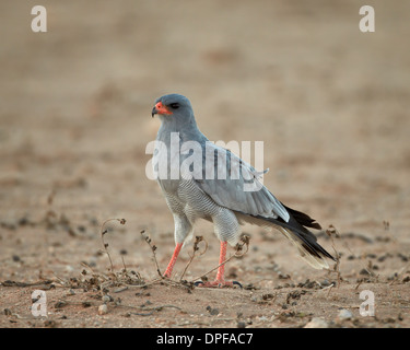 Südlichen blass singen Habicht (Melierax Canorus), Kgalagadi Transfrontier Park, Südafrika Stockfoto