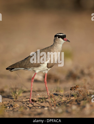 Regenpfeifer (gekrönte Kiebitz) gekrönt (Vanellus Coronatus), Kgalagadi Transfrontier Park, Südafrika Stockfoto