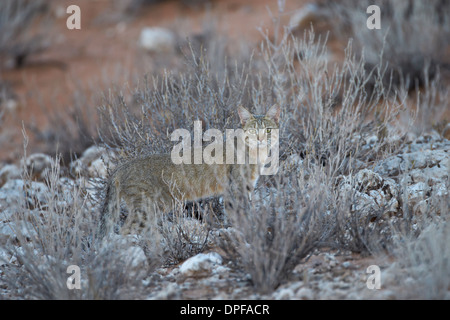 Afrikanische Wildkatze (Felis Silvestris Lybica), Kgalagadi Transfrontier Park, Südafrika Stockfoto