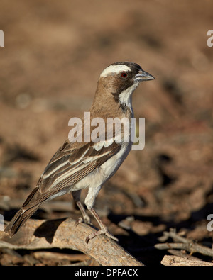 Weißer-browed Spatz-Weber (Plocepasser Mahali), Kgalagadi Transfrontier Park, Südafrika Stockfoto