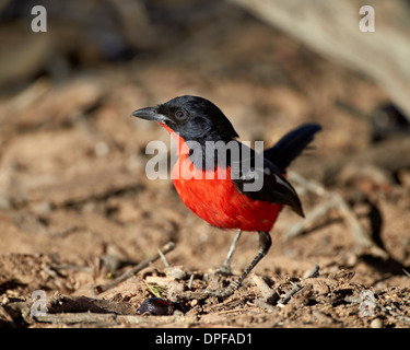 Crimson-breasted Boubou (Lanarius Atrococcieneus), Kgalagadi Transfrontier Park, Südafrika Stockfoto