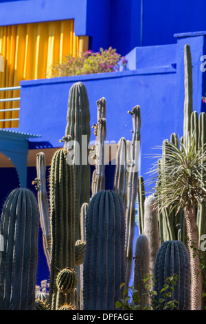 Kaktus im Garten der Villa Majorelle, Marrakesch, Marokko, Nordafrika, Afrika Stockfoto