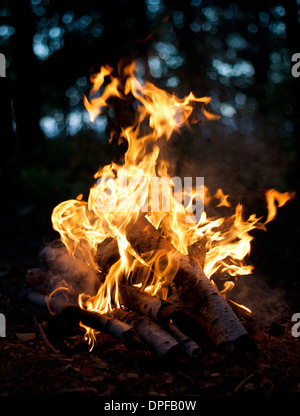 Lagerfeuer von trockene Birke Brennholz im Wald Stockfoto