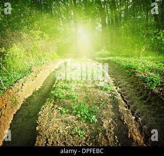 Deep forest road in the green forest Stockfoto