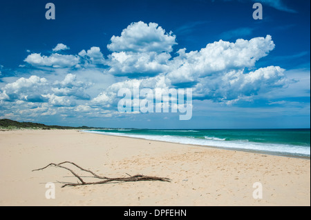 Ast an einem Sandstrand in Cape Conran Coastal Park, Victoria, Australien, Pazifik Stockfoto