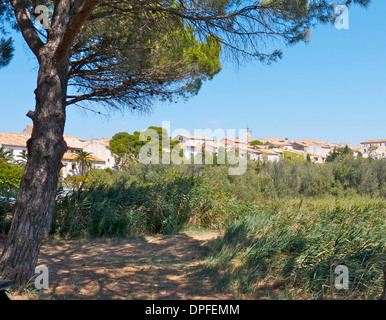 Bages, Südfrankreich, von den Pinien Bäumen nahe dem Meer. Stockfoto