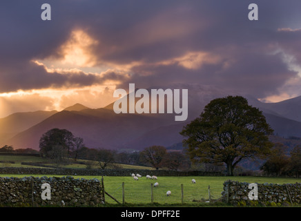 Sonnenuntergang über den Hügeln am Castlerigg, mit Schafbeweidung in die nahe gelegenen Felder, Nationalpark Lake District, Cumbria, England, UK Stockfoto
