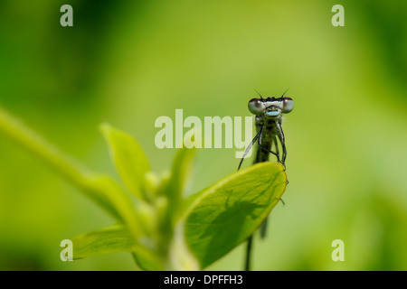 Fahren Sie auf Sicht auf einen männlichen Azure Damselfly (Coenagrion Puella) Gießen Schatten auf ein Blatt, Wiltshire, England, Vereinigtes Königreich, Europa Stockfoto