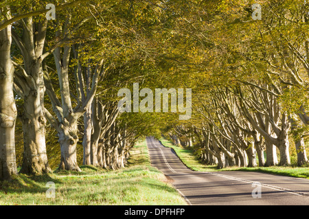 Die Buche Allee in der Nähe von Kingston Lacey, in der Sonne ein Herbstnachmittag. Stockfoto