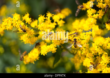 Schwebfliegen in Montrose Garten Scotland UK Stockfoto