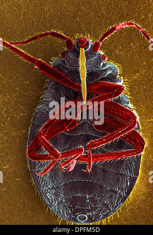 SEM eine Wanze, Cimex Lectularius. Stockfoto
