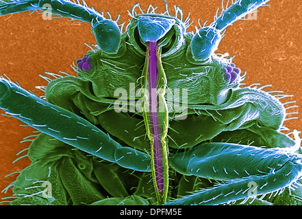 SEM der Wanze (Cimex Lectularius) Stockfoto